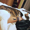 POCHOIR - tatouages temporaires - tatouages éphémères - Cat